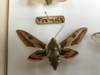 fox moth