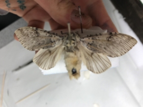 moth 3