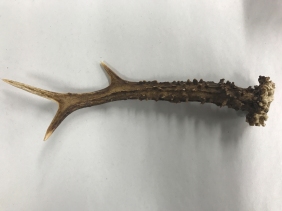 small antler 2