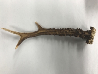 small antler 2
